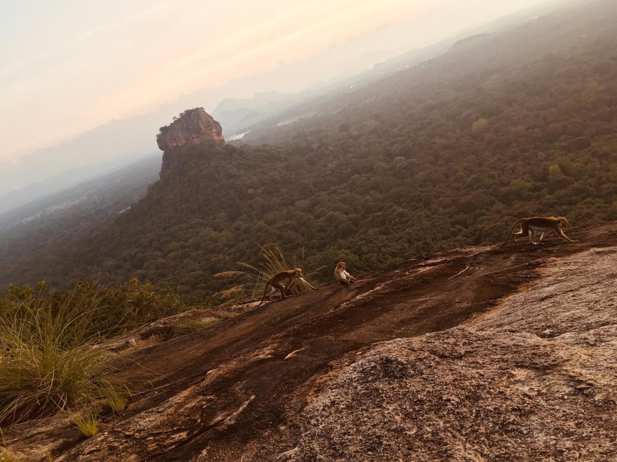 Hotel Sigiriya Kele المظهر الخارجي الصورة